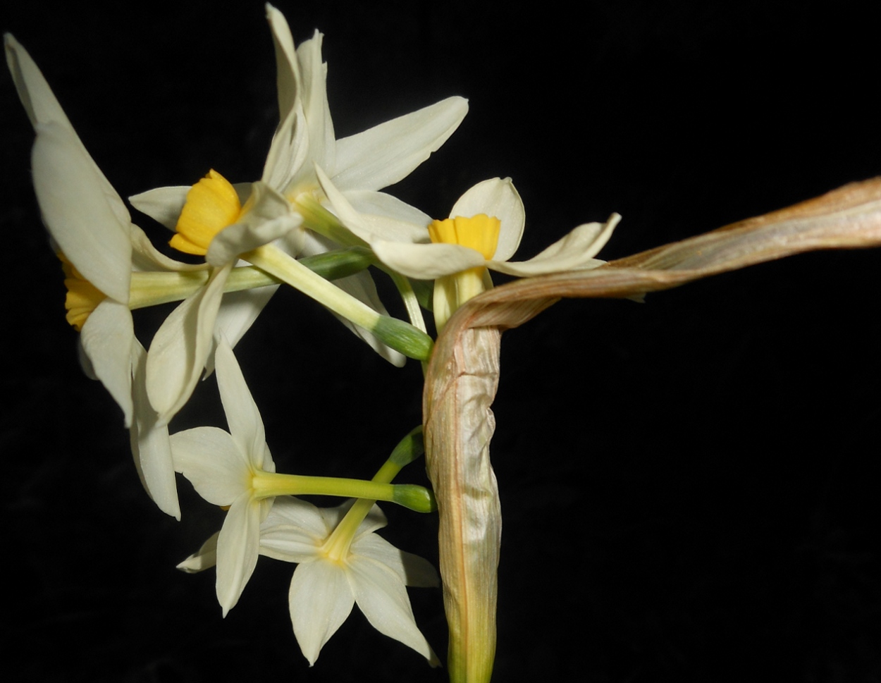 Narcissus tazetta L. subsp. italicus (Ker Gawl.) Baker